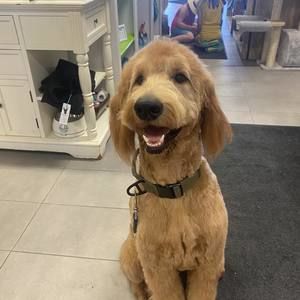 Meet your Posher, Denise